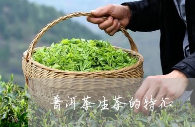 普洱茶生茶的特征/2023041148470