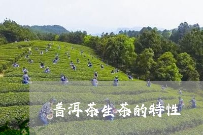 普洱茶生茶的特性/2023031618360