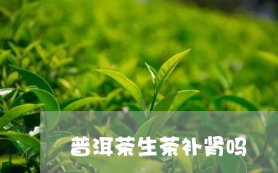 普洱茶生茶补肾吗/2023031693948