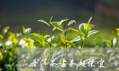 普洱茶生茶超便宜/2023031660493