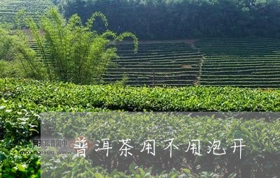 普洱茶用不用泡开/2023040166046