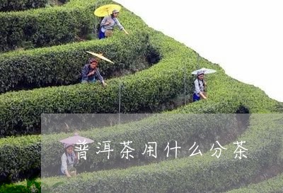 普洱茶用什么分茶/2023031648471