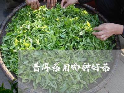 普洱茶用哪种好茶/2023031870694