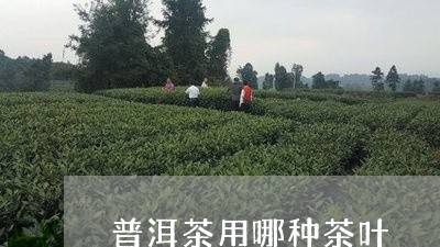 普洱茶用哪种茶叶/2023031685926