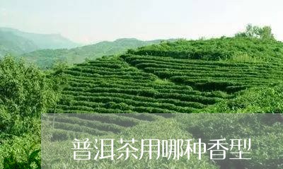 普洱茶用哪种香型/2023031682935