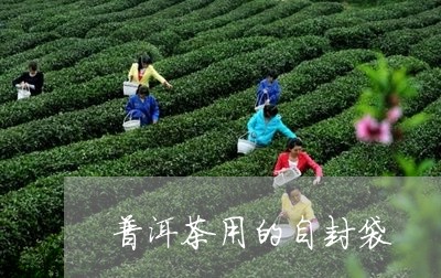 普洱茶用的自封袋/2023033104249