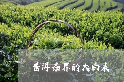 普洱茶界的大白菜/2023031626049