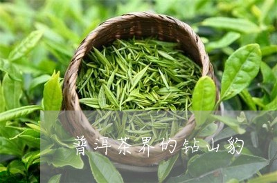 普洱茶界的钻山豹/2023033104605