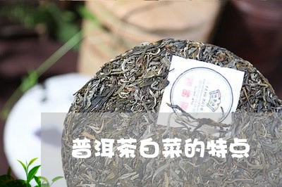 普洱茶白菜的特点/2023040962027