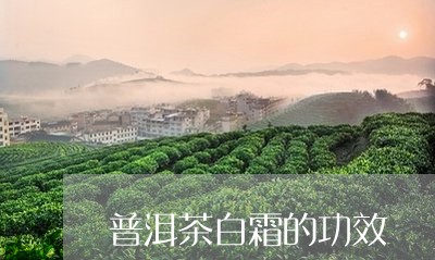 普洱茶白霜的功效/2023041053926