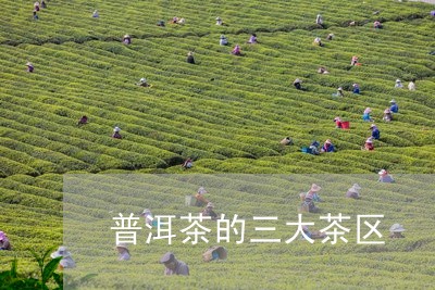 普洱茶的三大茶区/2023031610727