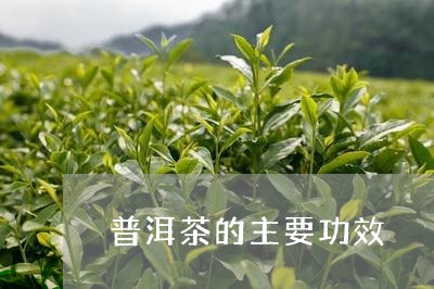 普洱茶的主要功效/2023041493027