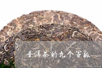 普洱茶的九个等级/2023041263259