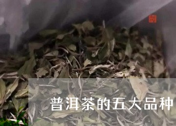 普洱茶的五大品种/2023033161581