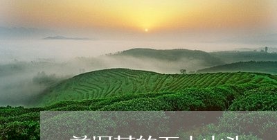 普洱茶的五大山头/2023041365150