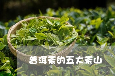 普洱茶的五大茶山/2023031704826