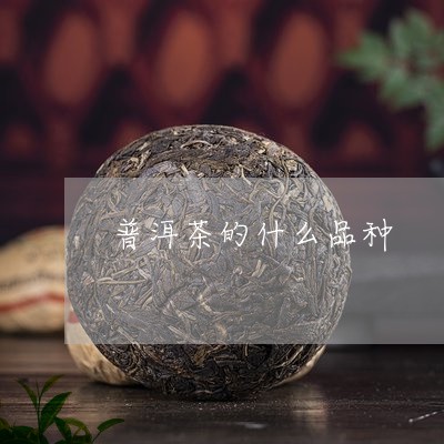 普洱茶的什么品种/2023041070594