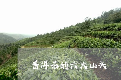 普洱茶的六大山头/2023041382169