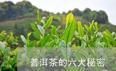 普洱茶的六大秘密/2023031622695