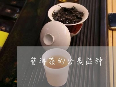 普洱茶的分类品种/2023041324047