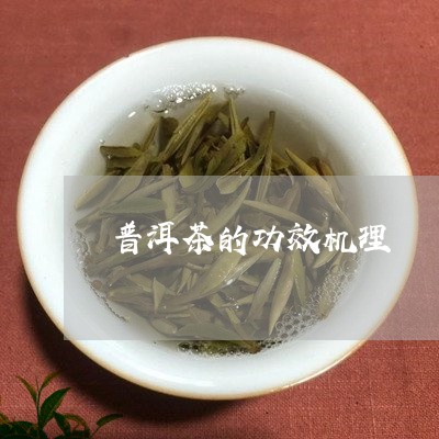 普洱茶的功效机理/2023041005048