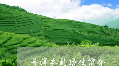 普洱茶的功效简介/2023041198384