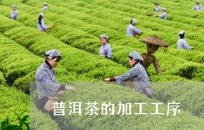 普洱茶的加工工序/2023031763618