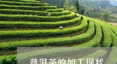 普洱茶的加工现状/2023041071726