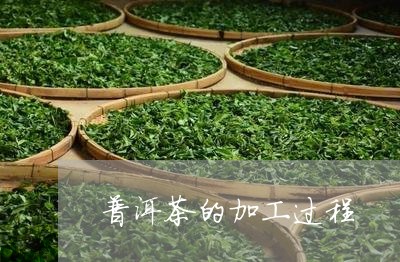 普洱茶的加工过程/2023041058693