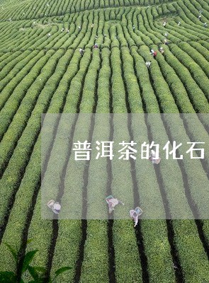 普洱茶的化石方法/2023040131916