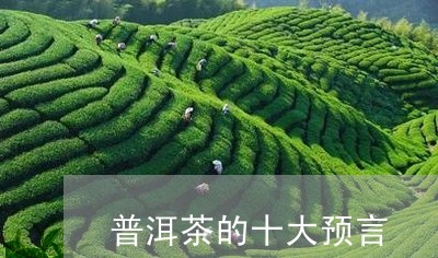 普洱茶的十大预言/2023033029483