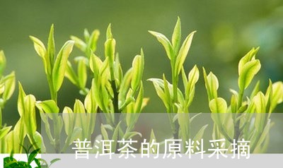 普洱茶的原料采摘/2023041150526