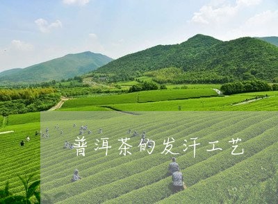 普洱茶的发汗工艺/2023041350517