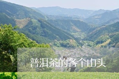 普洱茶的各个山头/2023041067059