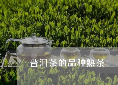 普洱茶的品种熟茶/2023041187160