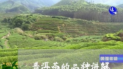 普洱茶的品种讲解/2023041073240