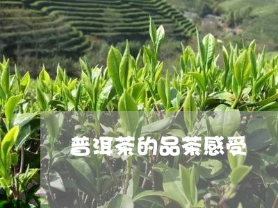 普洱茶的品茶感受/2023041052693