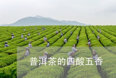 普洱茶的四酸五香/2023041227369