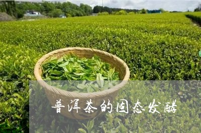 普洱茶的固态发酵/2023041090505