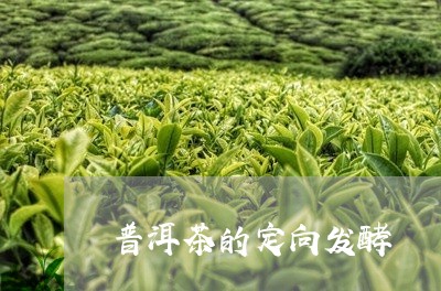 普洱茶的定向发酵/2023031652814