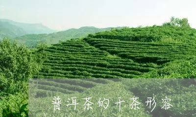 普洱茶的干茶形容/2023041111956