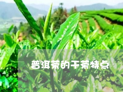 普洱茶的干茶特点/2023031666261