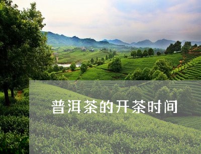 普洱茶的开茶时间/2023041166269