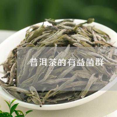 普洱茶的有益菌群/2023033199604