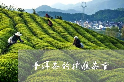 普洱茶的标准茶量/2023031666240