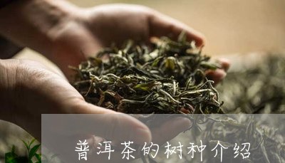 普洱茶的树种介绍/2023040980371