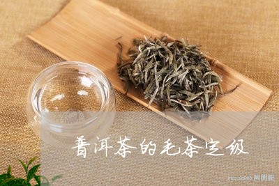 普洱茶的毛茶定级/2023041014270