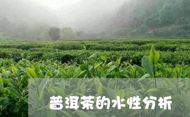 普洱茶的水性分析/2023032967059