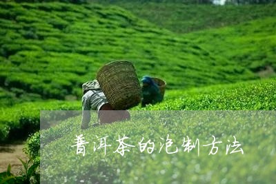 普洱茶的泡制方法/2023041352504