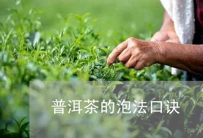 普洱茶的泡法口诀/2023033028150